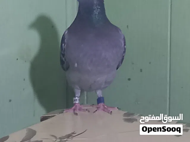 السلام عليكم محتاج حمام زواجل كويتي قطري 25 الي عنده يبيع يراسلني اني شراي