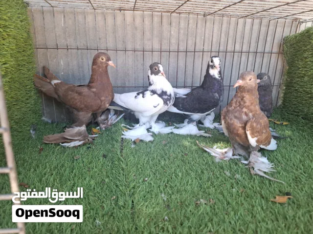 انتاجات شقلاب