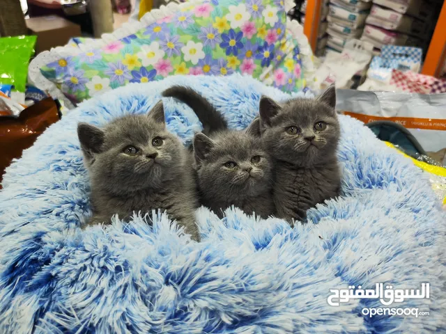قطط بربتش بيور على تحدي ، العمر شهرين اناث مع كل قطة جواز السفر والمطعوم الاول ، تابع الريلز