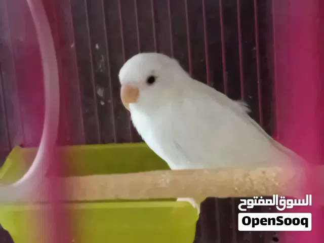 فرخ روز للبيع