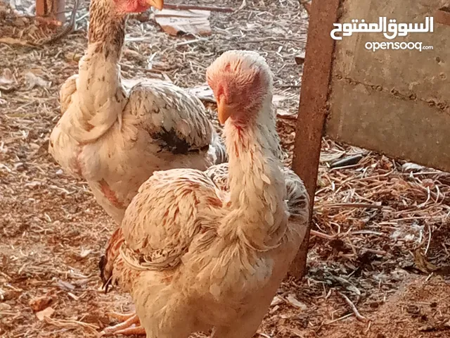 جاجتين فارسي نخب أول