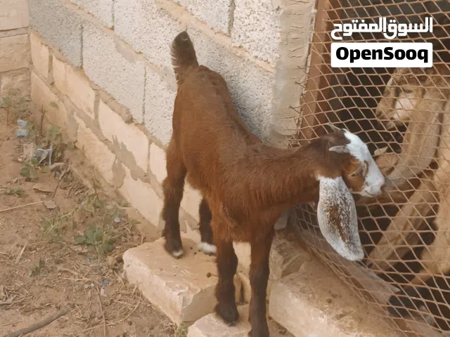 عنز عربية سنها تنية اولها ميلاد تحتها عناق ناشطة الله يبارك