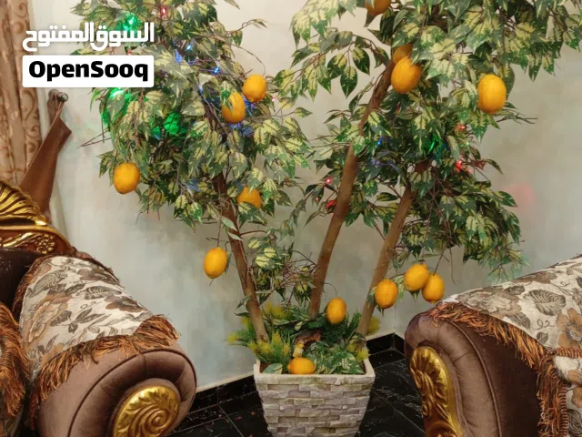شجرة ليمون حجم كبير
