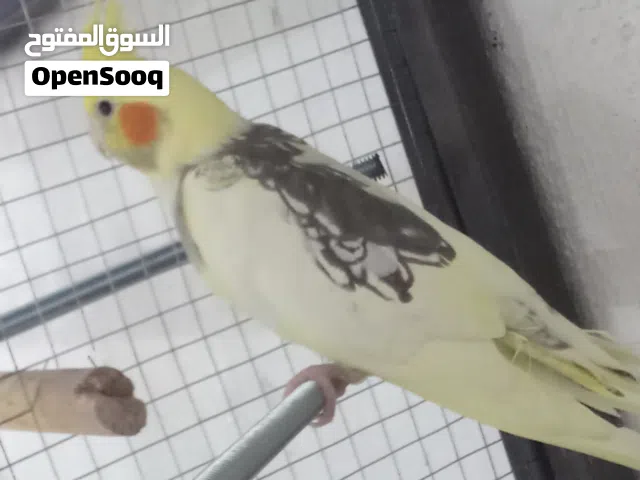 ثلاث فحلول و طيره بصمه اليبنو
