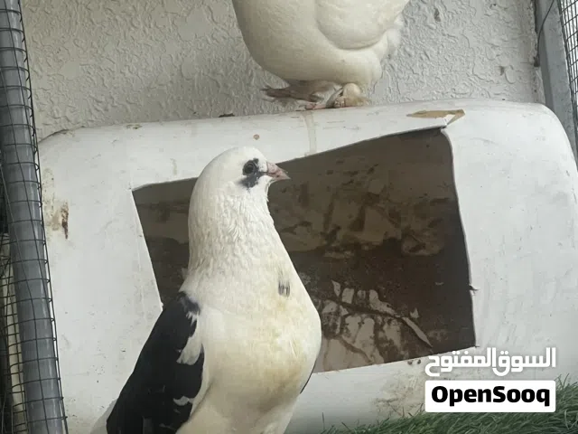 للبيع ازواج مختلفه حضان