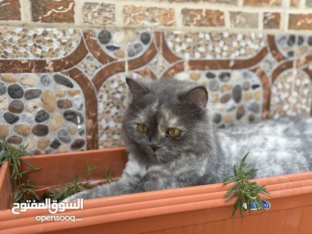 قطه شيرازيه لون نادر