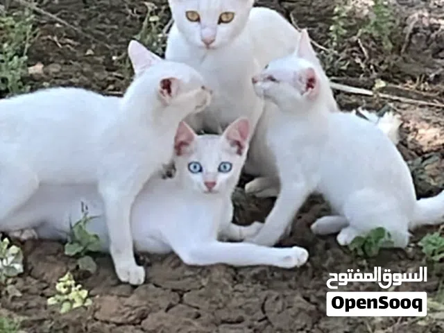 سنور ابيض شيرازي عيون زرق وعسلي