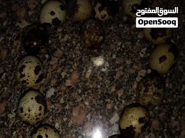 يوجد بيض سمان فريش يوم بيوم فوائد عديده لبيض السمان اجمل من بيض الفراخ..وسعره جميل  ومفيد كمان