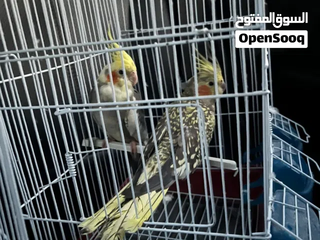 السلام عليكم ورحمة الله وبركاته اقرأ وصف
