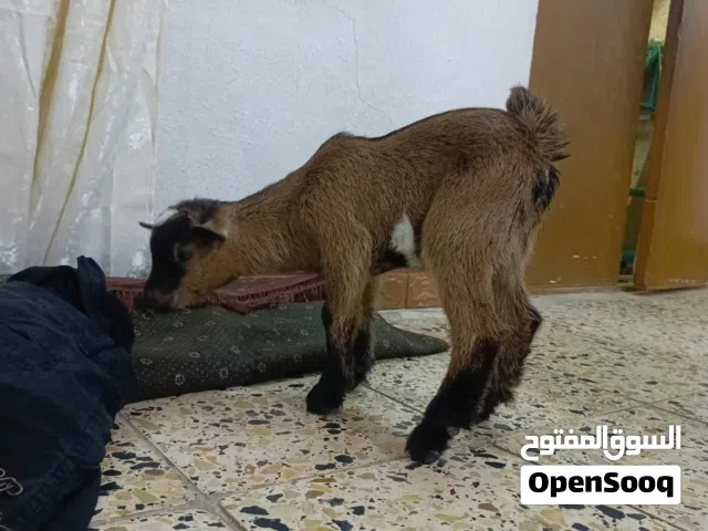 ماعز قزم درجه اولى