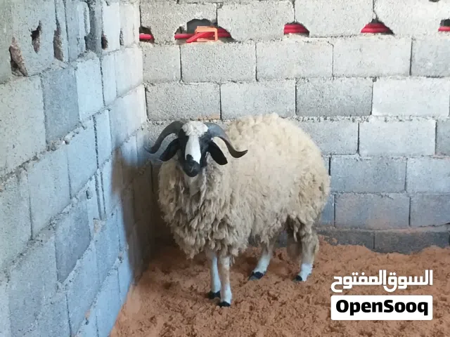 للبيع خروف وطني