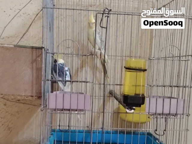 الفحل اليف والنثيه وحشيه