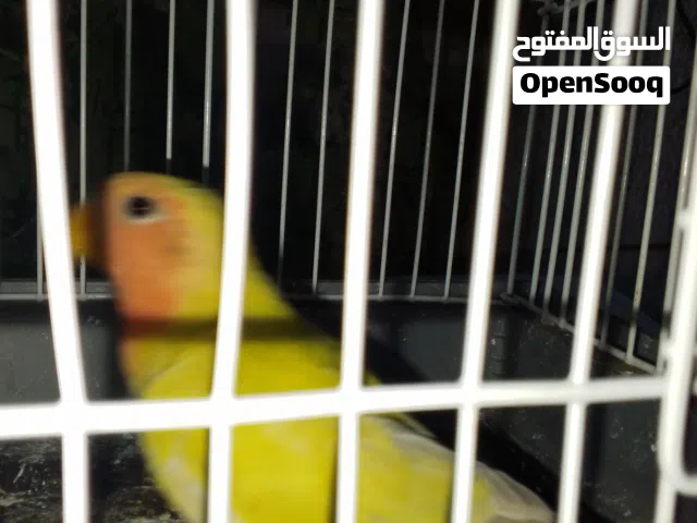 ببغاء روز اليف