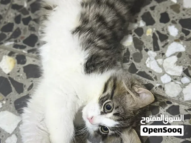 بزونه للتبني انثى صغيره عمرها شهرين ضبط كلش وكحه وكلش لعوبه تحب صاحبها
