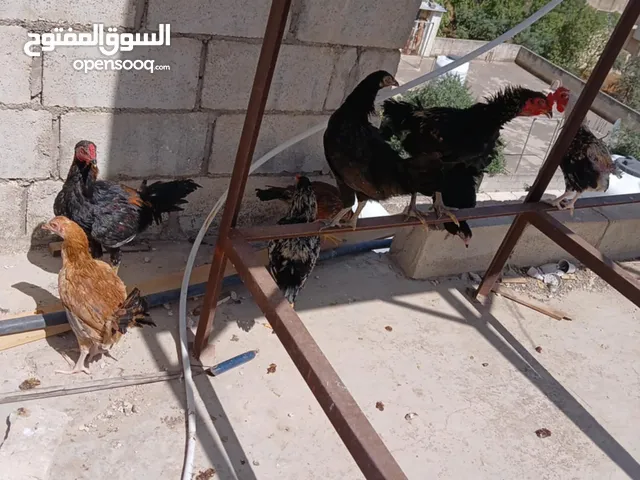 فرخات بلدي وصيصان عمر شهرين