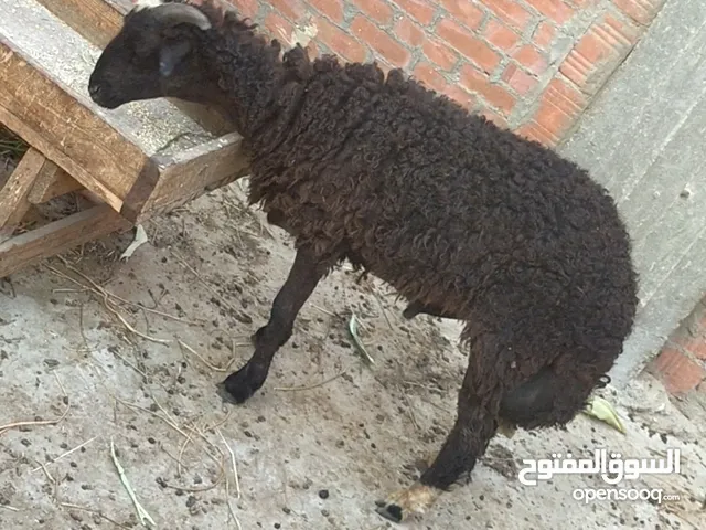 بسم الله الرحمن الرحيم دكرين لبانه 7شهور خروفين خشنين النوع/أوسيمي ورحماني متوسط وزنهم من 75 الي