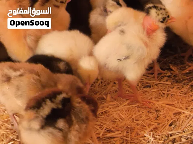 كتاكيت عرب وبو ركيبه عمر 4 ايام