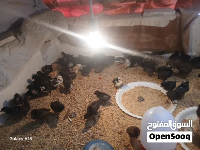 صيصان الصوره قديمه عمر 17 يوم