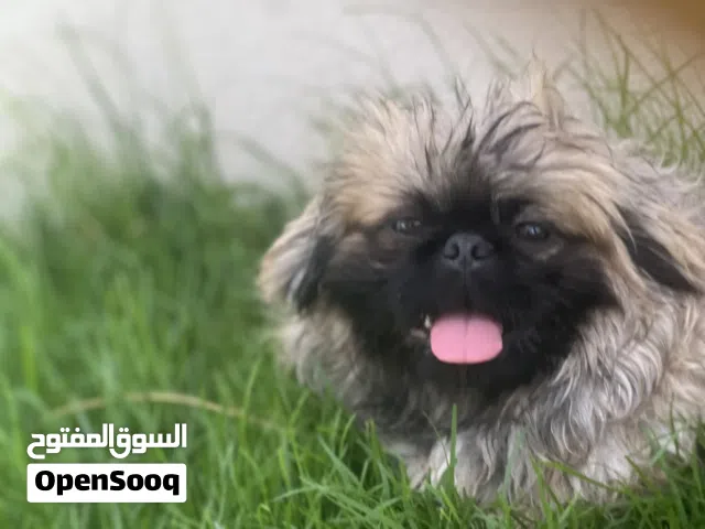 السلام عليكم ورحمة الله وبركاته عندي كلب يكنوا ربي يبارك درجه