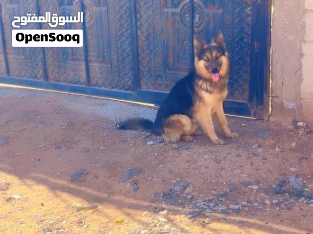 ذاكرين جيرمن لونج هير وبلجم مالينوه