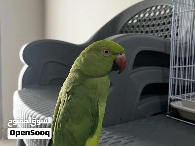 ببغاء دره و ببغاء روز ب سعر مناسب 22 غير قابل للتفاوض