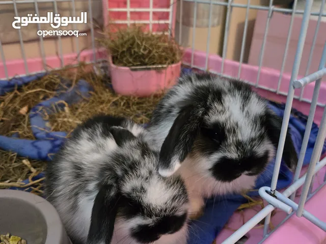ارانب هولاندلوب نوعيه broken black hollandlop لطيفين كيوتين مميزين دبدوبين بليز خذوهم