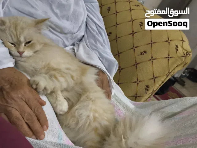 قطةشيرازى انثى مخلفتش خالص مشمشى جميلةومطيعةجدا وبتسمع الكلام فى كل حاجة البيع لظروف السفرلاجراءعملي