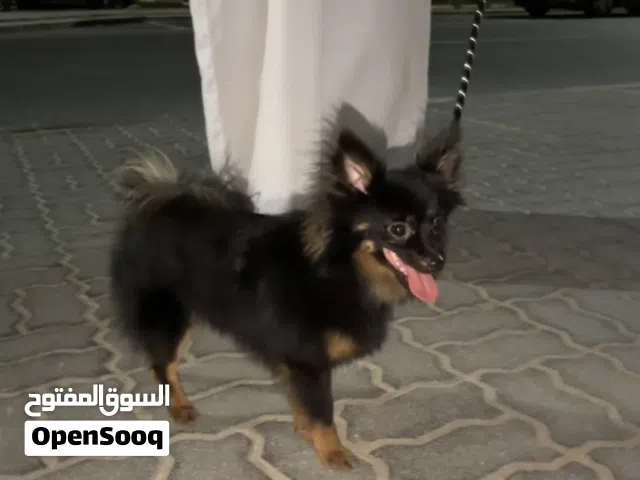كلب للبيع السبب امي بتطردني