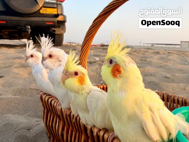 فرصة فرخين البينو وفرخين لاتينو افضل عمر للتربية