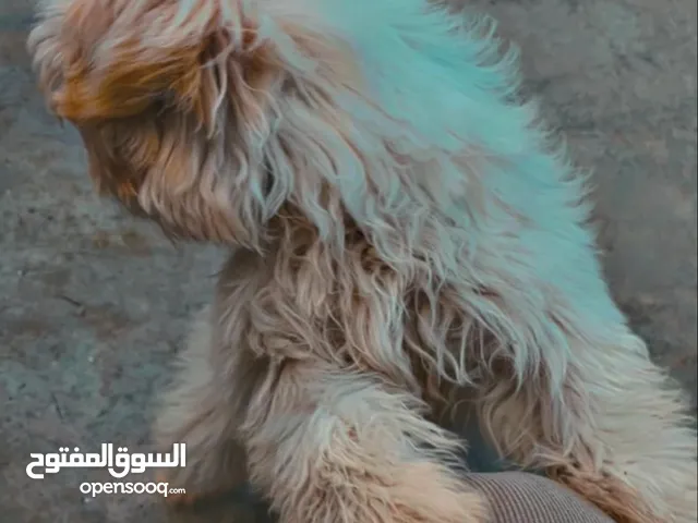 كلبه فرنسي
