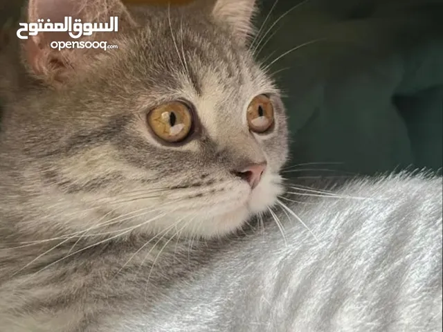 scottish straight male