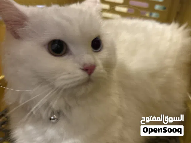 7 months old Turkish angora with heterochromia eyes cat (negotiable price) with passport and files