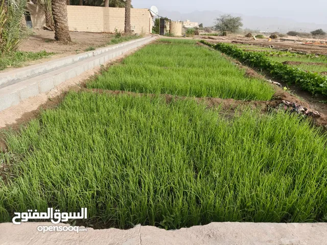 للبيع نشخ بصل او مسمى مضيه بلجلبه وسعر طيب