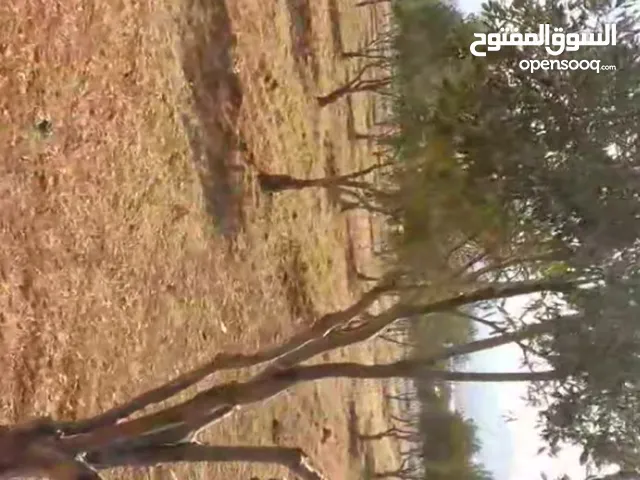 Farm Land for Sale in Amman Mobes