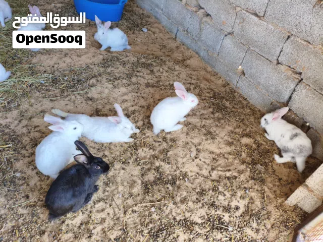 ارانب مخلط الماني فرنسي اسدي مالطي العمر شهرين يعتبرو زينة