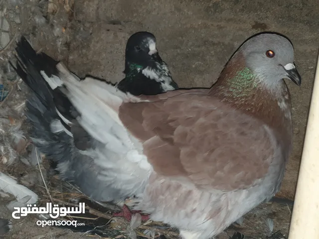 حمام زينه نوع فرش