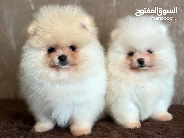 بومارينيان تيكب أصغر حجم مستوى عالي جدا pomeranian t_cup