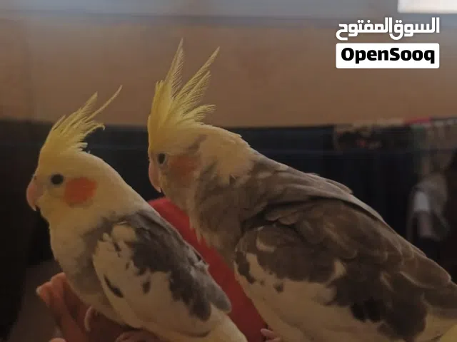 جوز كوكتيل