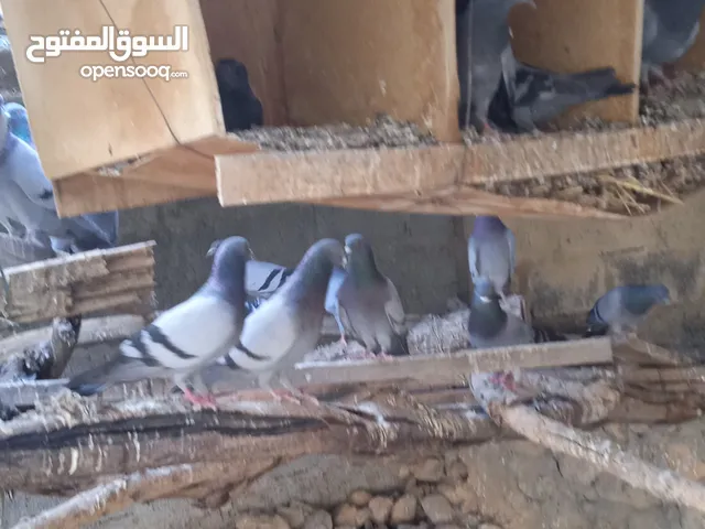 حمام زاجل للبيع / الحبة الوحدة بريال / العدد 22