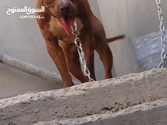 دكر بيتبول ريد نويز ربي يبارك للبيع او تبديل بجرو