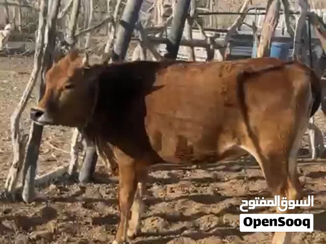 للبيع عجله لحم عاقر انا عارض فقط رقم راعيها تحت