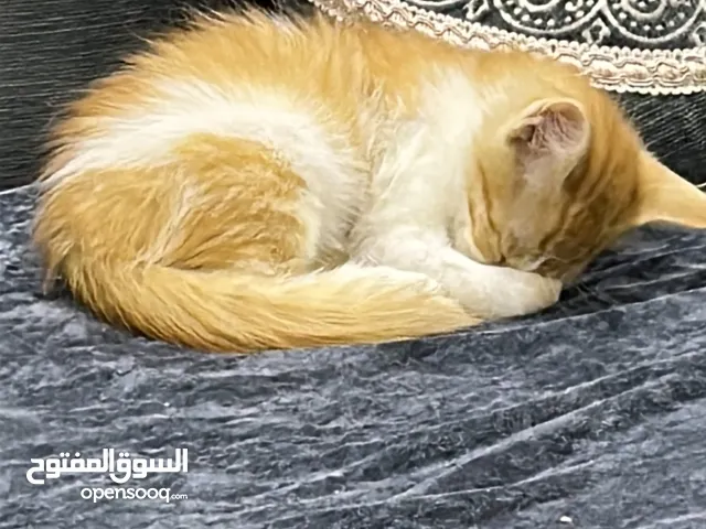 قط ذكر صغيييير للتبني
