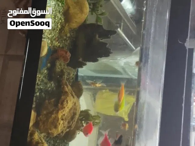 السلام عليكم موجود هوت سمك مع كامل مطلقاته نظيف 50 سم مع سمكه الفلتر وحجار والزينه ومعاه كم سمكه ...