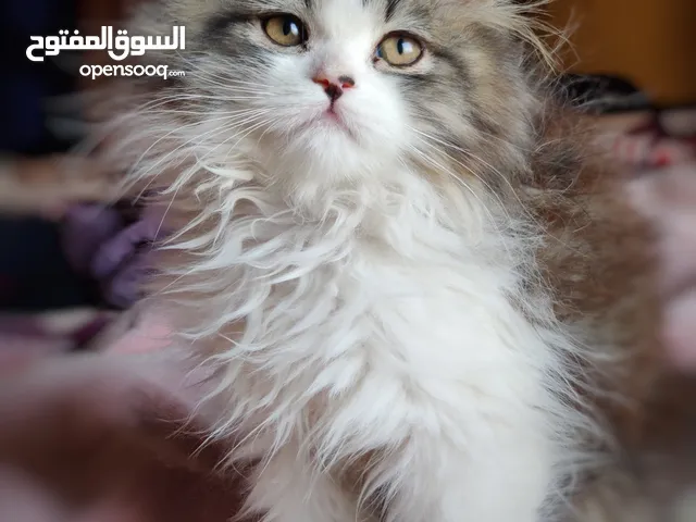ماشاء الله شيرازي بيور تايقر ثلاثة شهور ونص تقريباً شعر كثيف جداً