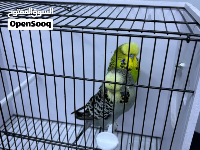 زوج + تك فحل اصفر انجليزيات محلقات طيور محمية نظيفة وقوية