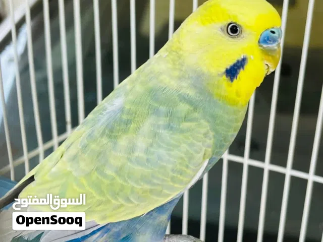 دكر رينبو نفس الصوره متوفر ريش مصراته بي جنب جزيره قراره (الصوره من النت)