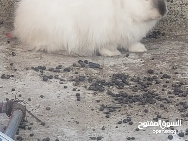 ارانب كعبول