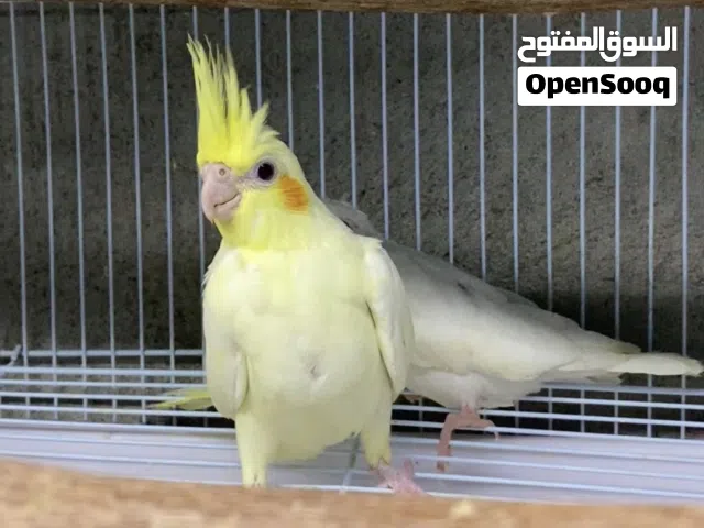 للبيع فروخ كوكتيل البينو + لاتينو