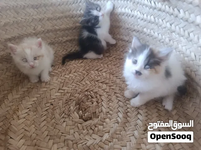 قطط كفيفات للتبني لشخص يخاف الله فيهم و يهتم فيهم