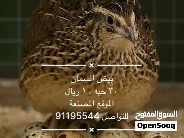 بيض سمان للبيع